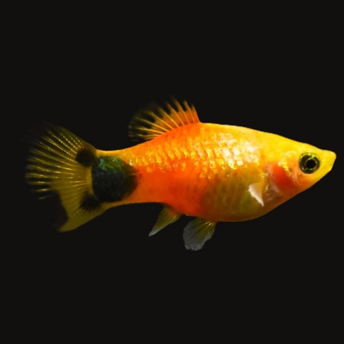 Xiphophorus maculatus - Platy Sunset Mickey Mouse  M